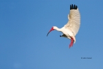 Eudocimus-albus;Flying-Bird;Ibis;Photography;White-Ibis;action;active;aloft;beha